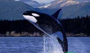 鲸是哺乳动物吗为什么不吃东西